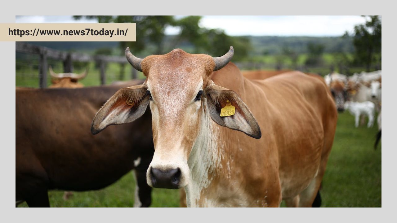गाय पर हिन्दी में निबंध। Essay on Cow in Hindi